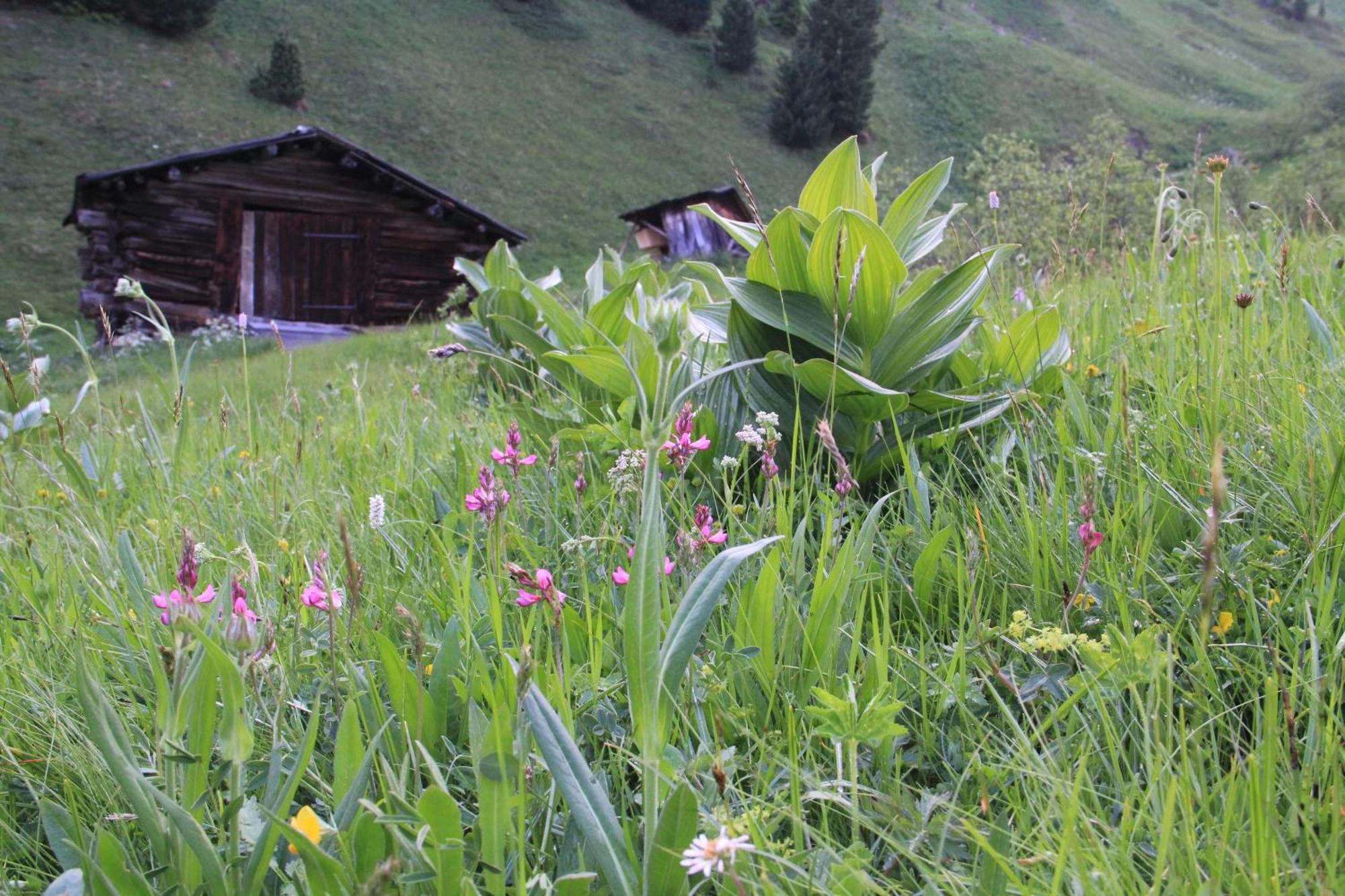Pension Merisana Corvara In Badia Exterior foto